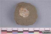 藏品(螃蟹)的圖片